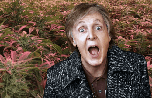 O jardim secreto de Paul McCartney: cânhamo, lúpulo e cerveja artesanal 