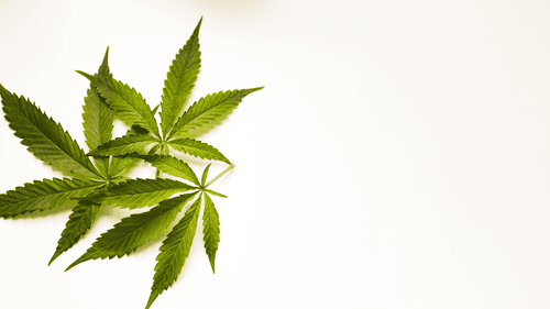 Europa avança na avaliação de risco do Δ8-THC em alimentos de cânhamo