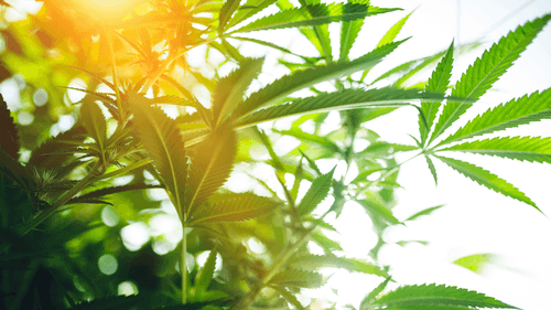 Havaí impõe registro para comércio de cânhamo e amplia acesso à cannabis medicinal