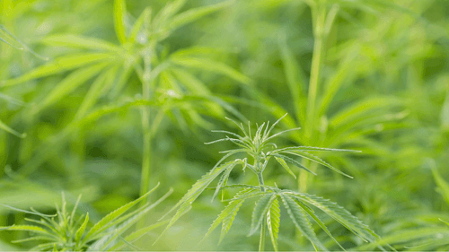 DIA 21 - Cânhamo: a planta que não entorpece, mas pode curar e construir