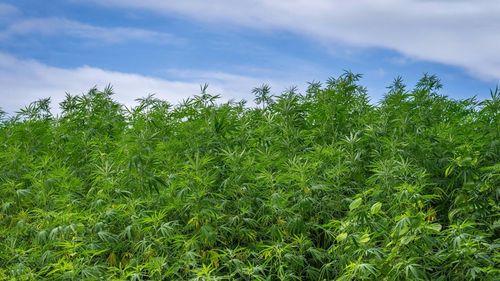 Imagem da noticia: Cultivo legal de cannabis em Marrocos salta para 4.751 hectares e bate recorde de produção