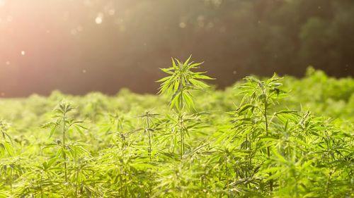Imagem da noticia: União Europeia pode reconhecer a flor de cânhamo como produto agrícola