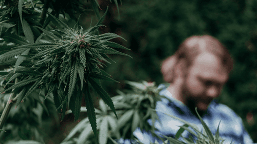 Cânhamo e sustentabilidade: a contribuição do setor canábico para a agenda ESG no Brasil