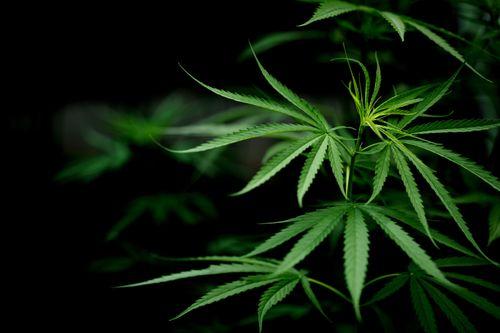 Zurique lança maior estudo sobre maconha financiado por doações da história da Suíça