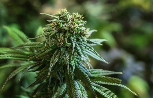 Estudo revela que THC pode reverter envelhecimento cerebral em camundongos