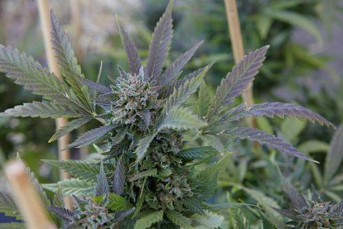 Indústria da cannabis nos EUA projeta impacto econômico de US$ 112,4 bilhões em 2024