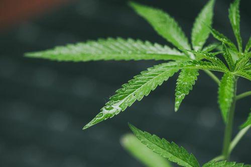 Seis estados dos EUA relatam novos recordes mensais de vendas de cannabis 
