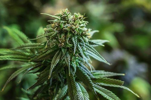 Top 7 variedades de cannabis com alto teor de CBD para uso terapêutico