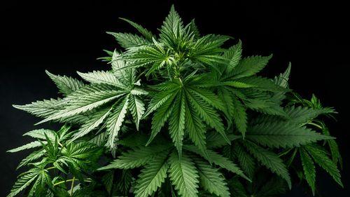 QUA 05H - Brasil prepara mudanças na política de drogas; porte de até 40 g de cannabis exigirá comparecimento a centro de apoio