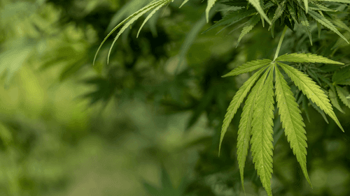 Imagem da noticia: Tribo Omaha analisa primeiro pedido de licença para cultivo de cannabis no Nebraska