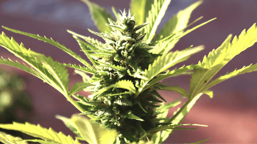 Grupos sociais temem colapso no setor de cannabis legal em Illinois (EUA)