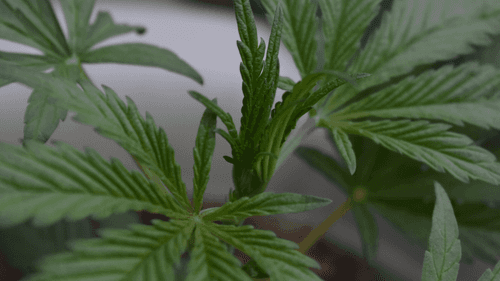 Imagem da noticia: Study identifies how cannabis developed the ability to produce THC, CBD, and CBC