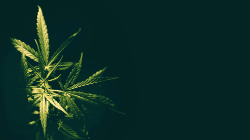 Florida Supreme Court to Review Cannabis Legalization Initiative for 2026