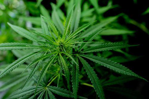 Imagem da noticia: Subespécies da Cannabis: diferenças, propriedades medicinais e usos industriais