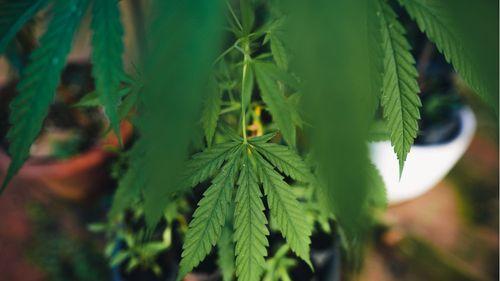 Resíduos da cannabis: oportunidade sustentável ou limbo jurídico?
