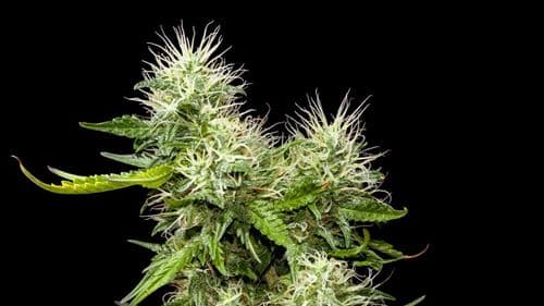 Imagem da noticia: Cannabisol, canabitwinol y canabizetol: la nueva generación de cannabinoides