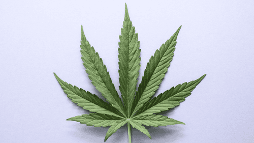 Empresário de Londrina com ansiedade e TDAH obtém salvo-conduto para cultivo de Cannabis medicinal