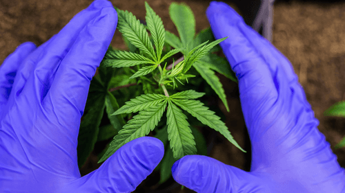 Cannabis e associações na mitigação da crise climática e regeneração ambiental