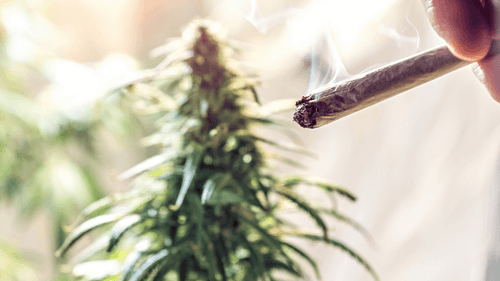 Estudo desafia associação entre uso de cannabis e queda no QI