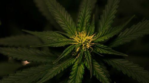 Cannabis e psicodélicos são destaque em pedidos por mudanças na Política de Drogas