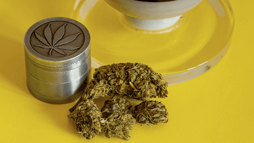 Riscos do uso adulto: é possível ter uma overdose ou morrer por causa da cannabis?
