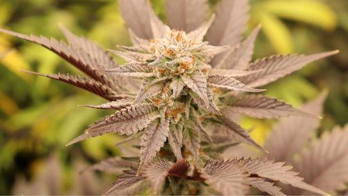 Nomeado por Trump: novo líder do DEA tem postura contrária à maconha, vinculando o uso de cannabis a problemas cognitivos