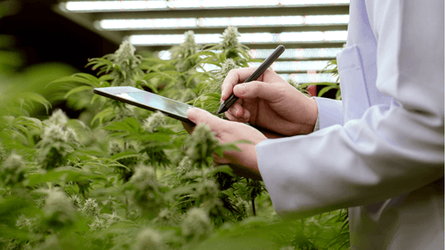 Argentina obtém sua primeira certificação CUMCS-GAP em cannabis medicinal