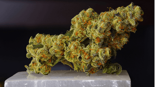 Imagem da noticia: Novas variedades de cannabis: o processo de criação e hibridação