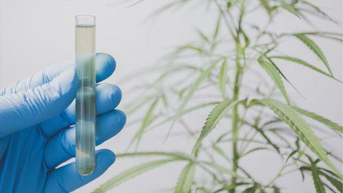 Imagem da noticia: Embrapa, SBPC e 29 universidades propõem avanços na regulamentação da cannabis no Brasil