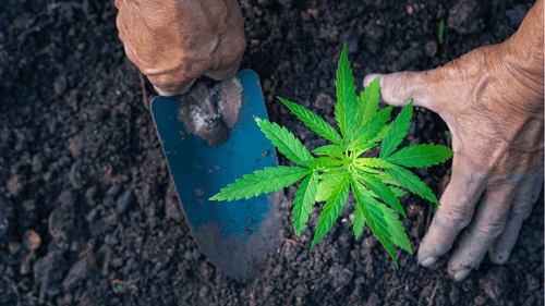 Cannabis e cânhamo: soluções sustentáveis ​​para proteger o planeta terra 