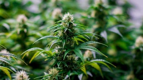 Pesquisadores entregam proposta técnica à Anvisa para a regulação da cannabis