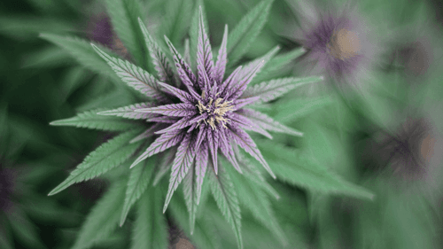 Imagem da noticia: Origem da cannabis: de planta sagrada a estigmatização global