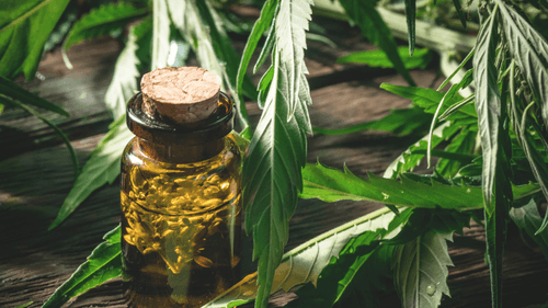 Piauí recebe especialistas renomados para debater temas relevantes do setor canábico