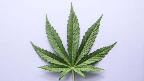 UNESCO includes cannabis on the agenda of the World Culture Conference