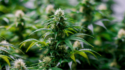 15 variedades de cannabis da África