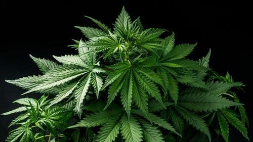 Imagem da noticia: Canopy Growth anuncia aquisição da MTL Cannabis em transação de US$ 179 milhões