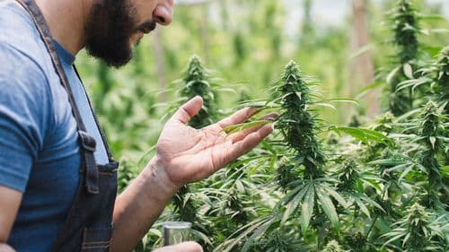 “Caminho sem volta”: redes de pesquisa se fortalecem e aguardam aval para cultivar com cannabis