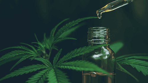 Relatório sobre regulamentação da cannabis é aprovado por Conselho Nacional de Políticas sobre Drogas