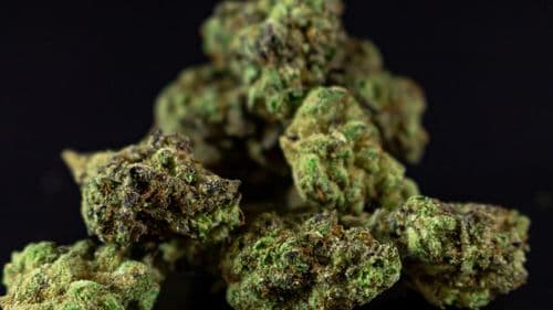 Imagem da noticia: DEA mantiene pendiente la reclasificación de la cannabis a pesar de la orden ejecutiva de Trump