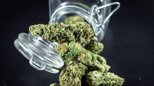 Imagem da noticia: Cannabis legal na Alemanha reduz mercado ilícito em quase 90%