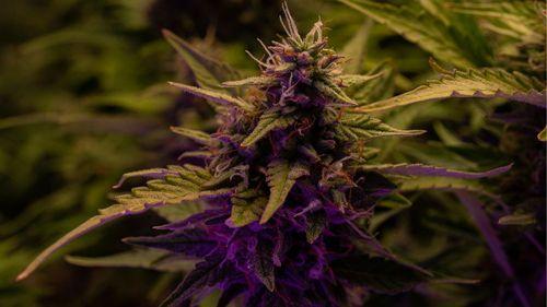 Imagem da noticia: Expressões genéticas raras surgem em plantas de cannabis cultivadas com método vibracional