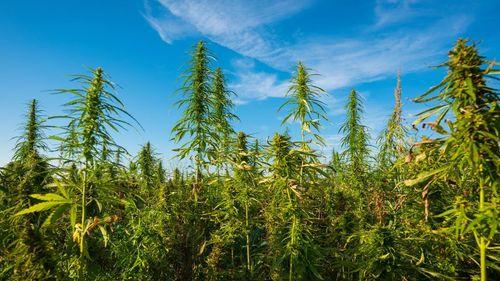 Imagem da noticia: Embrapa and Ficus Institute document proposes regulatory advances for hemp in Brazil