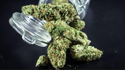 Governo investe quase R$ 400 mil para analisar impacto de decisão do STF sobre porte de maconha