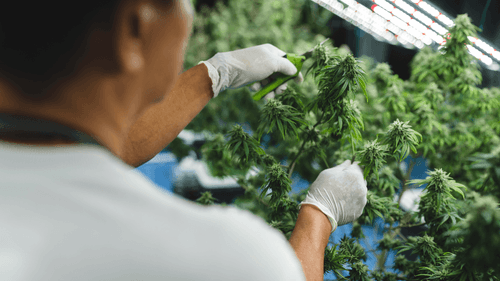 Imagem da noticia: Na Itália, impasse sobre cannabis industrial expõe divergência entre governo e produtores