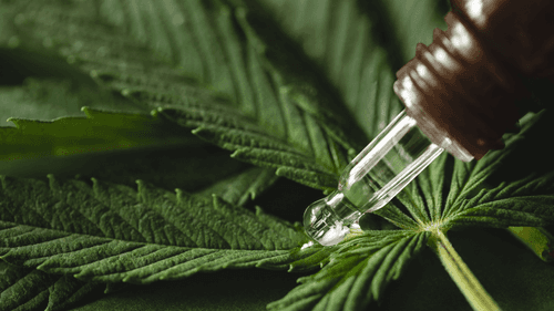 A esperança no tratamento da inflamação crônica pode estar na cannabis medicinal