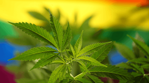 Imagem da noticia: Governo Trump cancela financiamento de US$699 mil para estudo sobre uso de cannabis entre pessoas LGBTQIA+