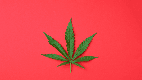 Imagem da noticia: Justiça garante direito de paciente com TDAH cultivar cannabis para produzir o próprio óleo medicinal