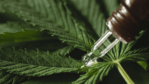 Imagem da noticia: Três em cada dez pacientes de cannabis medicinal em Maringá têm gasto mensal acima de R$ 500, mostra estudo