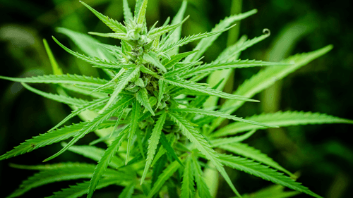 Imagem da noticia: Ministra da Saúde da Alemanha propõe restrições ao acesso à cannabis medicinal