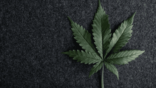 Imagem da noticia: Lei que encerra o shutdown pode alterar a indústria de cânhamo nos EUA